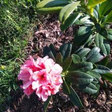 Рододендрон гибридный Хуанита