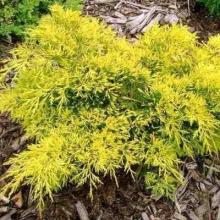 Можжевельник средний Кинг Оф Спринг