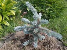 Ель колючая Хупси