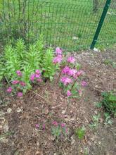 Рододендрон каролинский Элит П.Д.М.