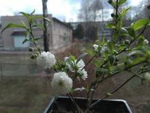 Сакура Альба Плена